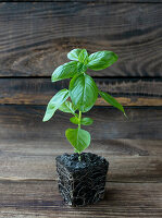 Basil plant