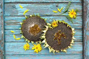 Reife Sonnenblumen auf blauem, rustikalem Holzuntergrund