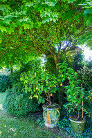 Lemon tree under maple tree in the garden