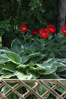 Red peony 'Balliol' and hostas