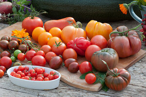 Tomatenvielfalt: Fleischtomate 'Tschernij Prinz', Ananastomate, 'Ochsenherz', rote runde Tomaten,gelbe runde Tomaten, gestreifte Cocktailtomate 'Black Zebra', Flaschentomate und Kirschtomaten