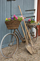 Altes Fahrrad mit Frühlingsblumen und Gartengeräten