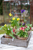 Potted bellis, narcissus, poppy anemone, crocus and star-of-Bethlehem in wooden crate