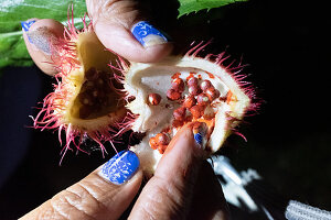 A rambutan being opened, Osa Peninsula. Costa Rica, Central America