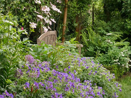 A cozy seat between cranesbills, clematis, bleeding hearts, and ferns