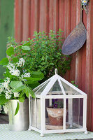 Bouquet of flowering bird cherry next to violas in propagator