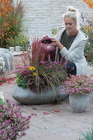 Woman watering tubs with autumn chrysanthemum, Japanese blood grass 'Red Baron', sedge, purple bellflower, stonecrop, Heliopsis, and cyclamen
