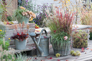 Arrangement with grasses and coral bells: Japanese red grass, sedge 'Evercream', fountain grass 'Little Bunny', coral bells 'Royal Ruby', and 'Timeless Orange'.