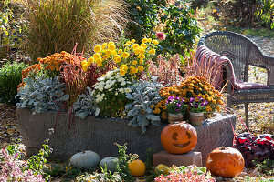 Stone trough with autumn planting: chrysanthemums, white-felted groundsel, Japanese blood grass 'Red Baron, ' and spurge, horned violet 'Phantom' in pots, pumpkins, and wicker armchairs