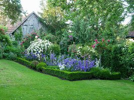 Campanulas and box hedge edging in rose garden