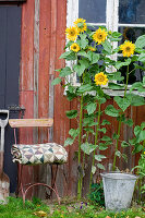 Sonnenblumen und Stuhl am Gartenhaus