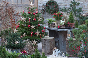 Weihnachts-Terrasse: Nordmanntanne mit Lichterkette, Sternen, roten Kugeln und Kerzen als Weihnachtsbaum geschmückt, kleine Stechfichte mit Lichterkette, Hund Zula und Katze