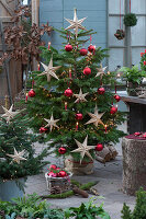 Nordmanntanne mit Lichterkette, Sternen, roten Kugeln und Kerzen als Weihnachtsbaum geschmückt, kleine Stechfichte mit Lichterkette