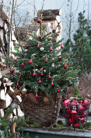 Geschmückte Stechfichte als Weihnachtsbaum auf der Terrasse