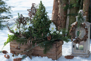 Wooden box with Christmas roses and white spruce decorated with fir branches, decorative plugs, antlers and hazel branches, a lantern with a wreath made of larch cones, and Christmas tree decorations