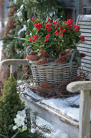 Christmas arrangement with skimmia 'Temptation' in a basket, cones, and a wreath of twigs in the snow on a wooden bench