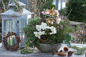 Christmas decoration with Christmas rose, black hellebore, and hebe, decorated with fir branches, bark, pinecones, and hazel twigs