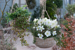 Christmas rose with fir branches and fern with ivy in hanging baskets