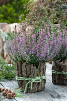 Knospenheide Gardengirls 'Hilda' mit Rinde verkleidet