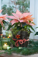 Weihnachtsstern 'Christmas Beauty Cinnamon' weihnachtlich dekoriert mit Rinde, Tannenzweigen und Christbaumschmuck