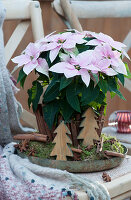 Christmas decoration with poinsettia 'Princettia', wooden Christmas tree, cinnamon sticks, star anise, and moss