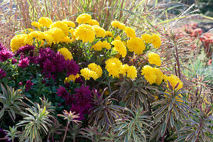 Herbstbeet mit Chrysanthemen 'Goldmarianne' 'Tiplo' und Wolfsmilch 'Ascot Rainbow'