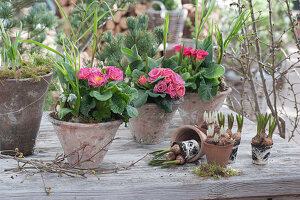 Pots with primroses, checkerboard flowers, crocuses, hyacinths, and Ornithogalum
