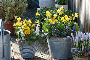 Spring balcony with daffodils 'Tete a Tete', crocuses, ray anemones, primroses, Ornithogalum, and spurge 'Ascot Rainbow