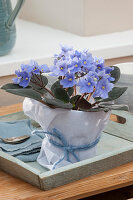 African violets wrapped in paper and decorated with wool yarn on a wooden tray