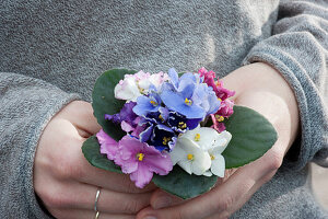 Hand hält kleinen Strauß aus verschiedenen Blüten von Usambaraveilchen, Blätter als Manschette