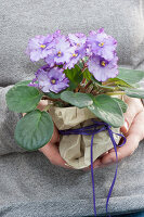 Hands holding Purple violets as a gift wrapped in paper