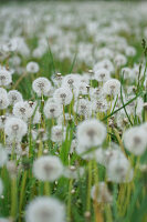 Faded dandelion meadow full of seed pods