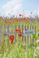 Kleiner Zaun mit Schild Willkommen und rotem Herz in Blumenwiese mit Klatschmohn, Kornblumen und Kamille