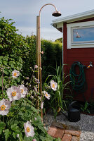 Anemone next to the outdoor shower in the garden