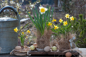 Daffodils 'Tete a Tete' and 'Ice Follies' in a grass votives, Easter decorated with Easter bunnies and Easter eggs