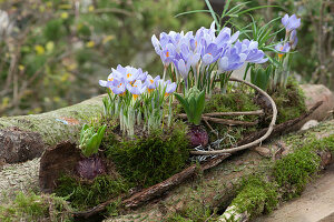 Krokusse 'Blue Pearl' 'Lilac Beauty' in Moos auf Rinde, dazwischen treibende Hyazinthen