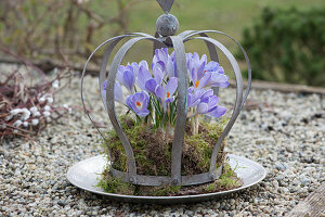 Crocuses 'Lilac Beauty' in moss wreath under crown