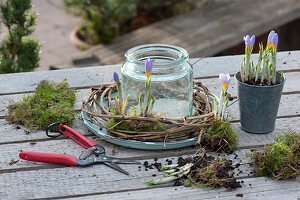 Crocuses in wreath of moss and clematis tendrils around lantern