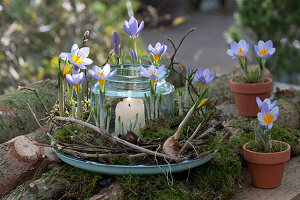 Crocuses in a wreath of moss and clematis tendrils around a lantern
