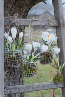 Crocuses in small wire baskets on a wooden ladder in the garden