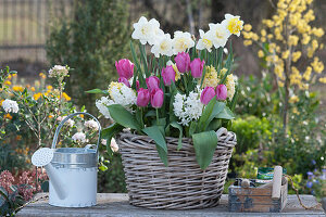 Basket with daffodils 'Ice Follies' 'Cassata', fringed tulips 'Split' and hyacinths 'White Pearl' 'City of Harlem'.
