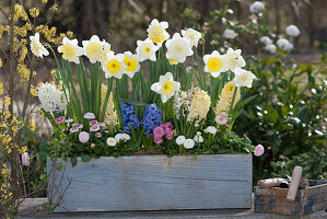 Wooden box with daffodils 'Ice Follies' 'Cassata', hyacinths and daisies