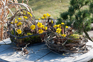 Winter bulbs in clay pots in a wreath of clematis vines and a wire basket, decorated with maple twigs and moss