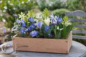 Holzkasten mit Strahlenanemonen, Hyazinthen, Krokussen, Schneeglöckchen und Tulpe