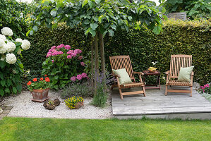 Deck chairs on a wooden deck by the hedge, elm for shade and hydrangeas, pot with geranium, lavender in gravel