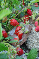 Strawberries plant and strawberries in garden