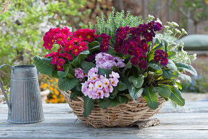 A basket filled with a Spring Bouquet of Primroses 'Lilac Dark' 'Pink Cherry' 'Lilac', with Thyme and Rockcress