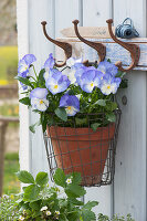 Large-flowered horny violet 'Blue Moon' hung in a wire basket on a coat hook