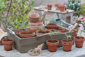 Tomato seedlings in clay pots