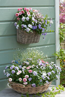 Baskets with horned violets, Tausendschön rose, forget-me-nots and rock jasmine